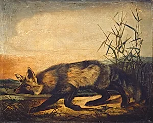 Long-Tailed Red Fox
