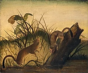 Long-Tailed Weasel