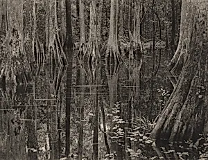 Mangrove Scene
