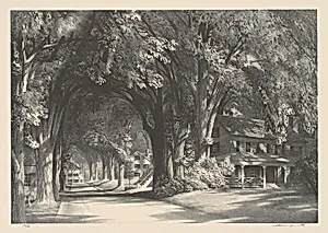 Midsummer Shade
