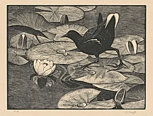 Moorhen and Water Lilies