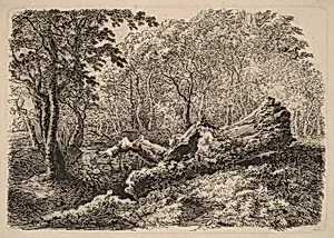 Mouldering Tree Trunk