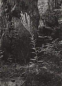 Mullein, Siebengebirge