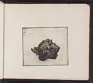 Murex brassica