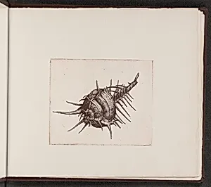 Murex tenuispina
