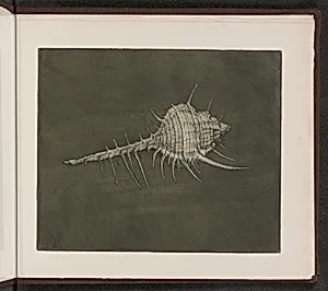 Murex tenuispina