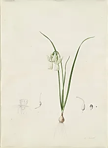 Narcissus calathinus