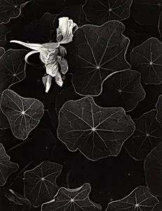 Nasturtiums