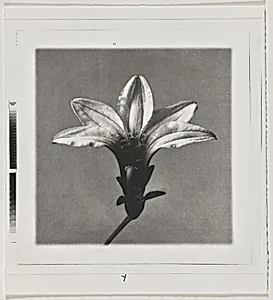Naupaka (Front) [working proof 3]