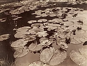 Nymphéas (Bagatelle)