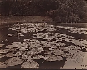 Nymphéas (Bagatelle)