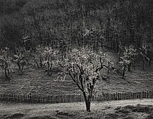 Oak Tree, Rain, Sonoma County, California