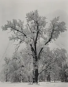 Oak Tree, Snowstorm, Yosemite National Park, California