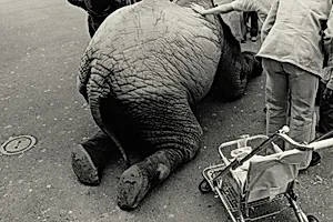 Oakland (Kneeing elephant)