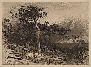 Old Cedars, Coast of Maine