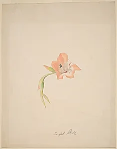 Orange Gladiola