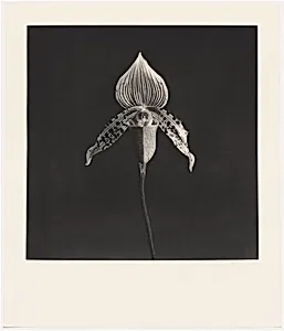 Orchid
