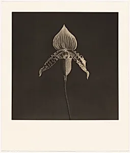 Orchid