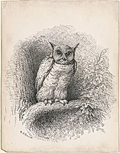 Owl