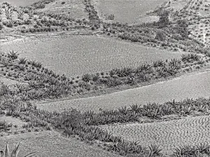 Paisaje de Siembras (Growing Landscape)