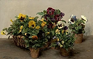 Pansies