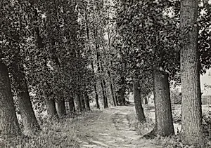 Pappeln (Poplars)