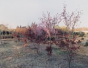 Paramus, New Jersey