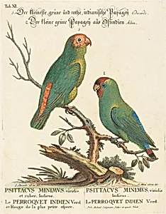 Parrot (Le Perroquet Indien. Psittacus Minimus)