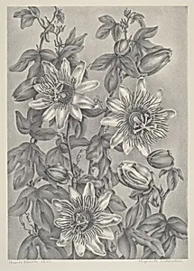 Passion Flowers