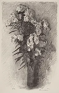 Phlox