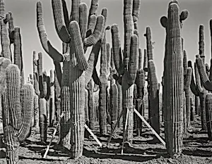 Phoenix, I-17 and Carefree Highway, Prisoners of the Subdivision Wars