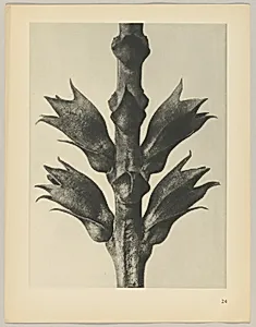 Physostegia virginiana