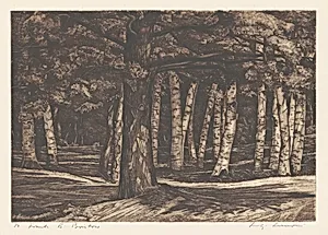 Pine in the Birches