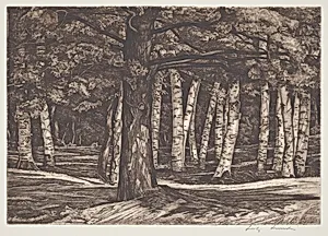 Pine in the Birches