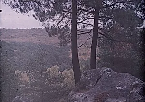 Pine Trees