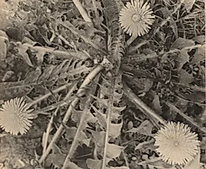 Pissenlit en fleur