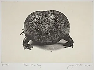 Plain Rain Frog