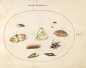 Plate 20: Three Butterflies, a Caterpillar, a Bee, Two Chrysalides, and Three Weevils by Joris Hoefnagel