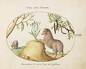 Plate 23: A Fat-Tailed Sheep, a Sheep with a Long Tail, a "Cassia purgatrix,"and Other Plants by Joris Hoefnagel