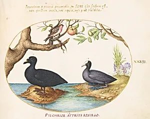 Plate 27: A Common Scoter, a Eurasian Coot, and a Rosefinch(?) by Joris Hoefnagel