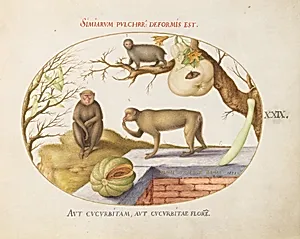 Plate 29: Two Monkeys, an "Arctopithecus"(Sloth?) and Fruit