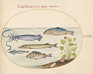 Plate 39: Squid, Gurnard, Pike, and Other Fish by Joris Hoefnagel