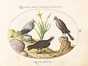 Plate 4: An Egyptian Vulture, a Northern Goshawk(?), and an "Aquila Heteropode" (Short Toed Eagle?)