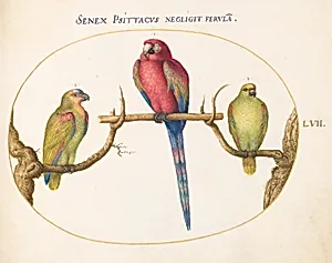 Plate 57: Scarlet Macaw with Two Smaller Green Parrots