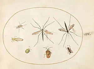 Plate 59: Seven Insects, Including a Hawthorn Shield Bug, Crane Flies, and a Hoverfly by Joris Hoefnagel