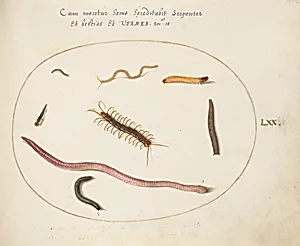 Plate 70: Worm, Centipede, Millipede, and Other Long Creatures by Joris Hoefnagel