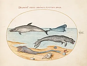 Plate 8: A Dolphin, Two Seals, a Brethmechin, and Shells by Joris Hoefnagel