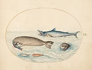 Plate 9: A Great White(?) Shark, Two Seals, and Two Fish by Joris Hoefnagel
