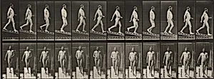 Plate Number 113. Descending an incline by Eadweard Muybridge