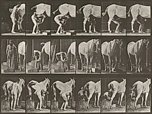 Plate Number 509. Shoeing a horse by Eadweard Muybridge